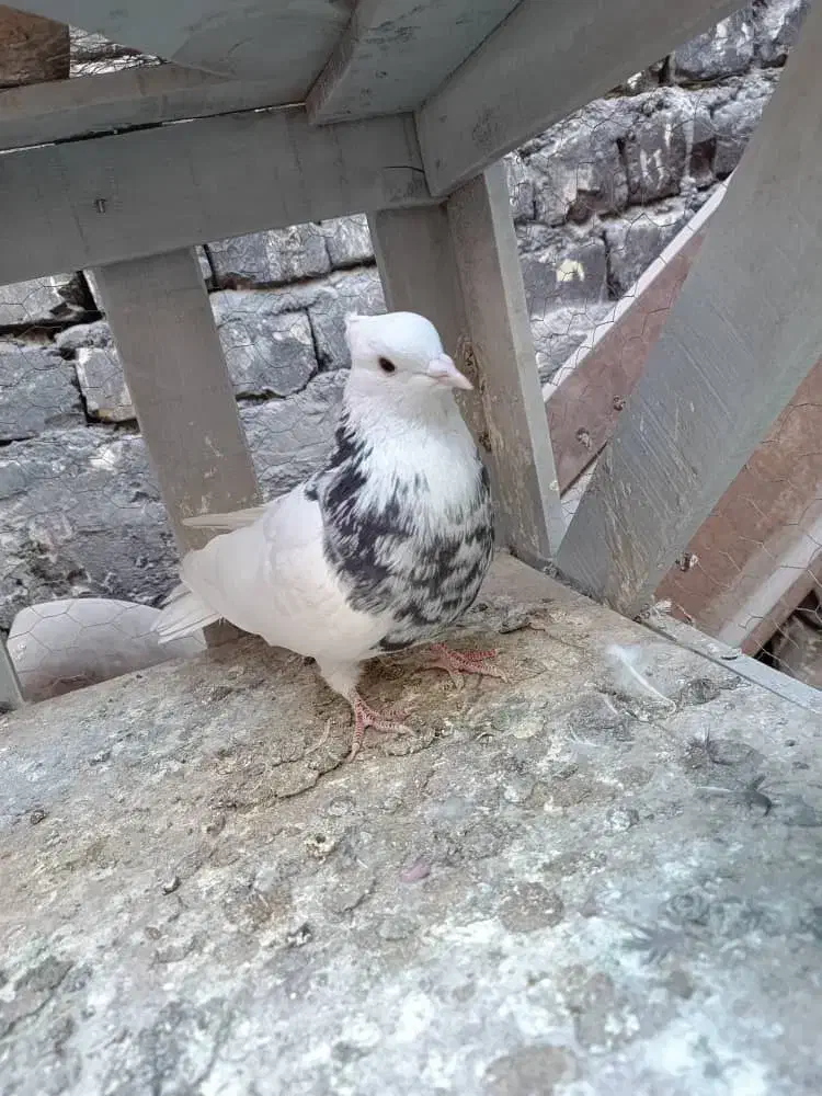 کفتر نر طوقی هتفرنگ|پرنده|اصفهان, شهرک صنعتی امیرکبیر (شاپور جدید)|دیوار