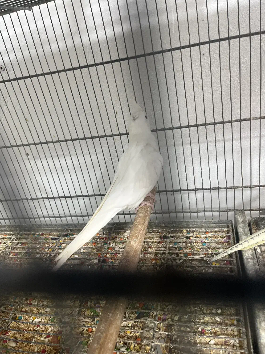 عروس هلندی|پرنده|قشم, |دیوار