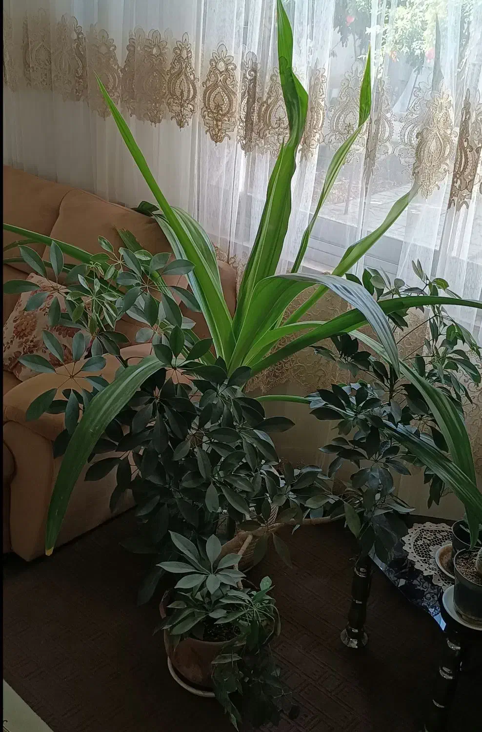 گل طبیعی درسایز بزرگ و کوچک|گل و گیاه طبیعی|شاهرود, |دیوار