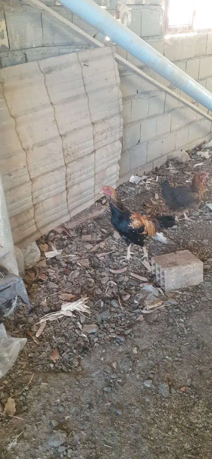 مرغ و خروس لاری و محلی|حیوانات مزرعه|بسطام, |دیوار