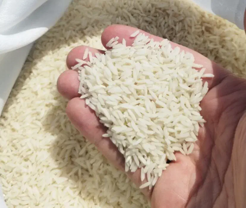 برنج نیم دانه و سالم هاشمی امساله|خوردنی و آشامیدنی|رشت, سعدی (تختی)|دیوار