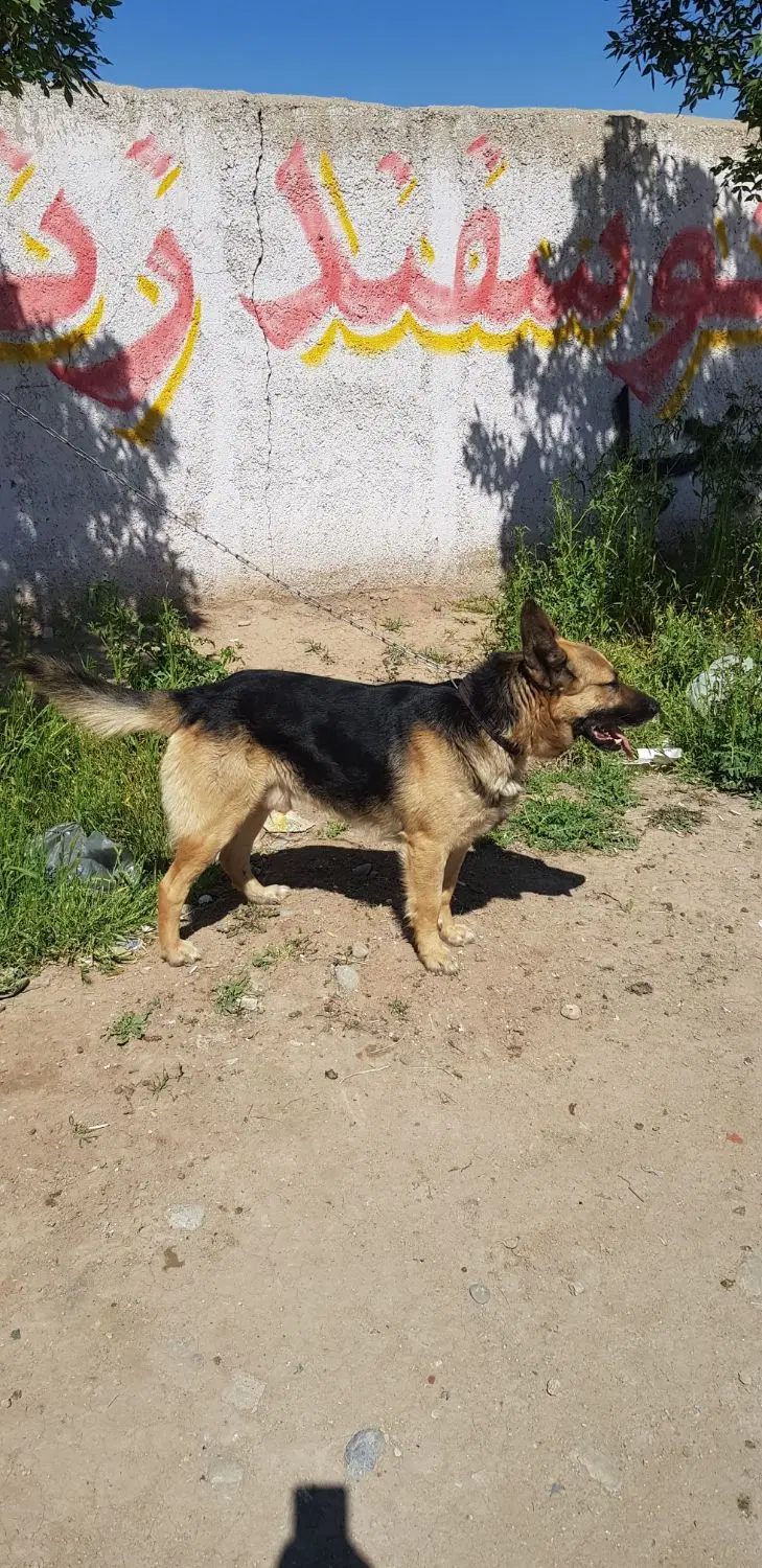 سگ نگهبان|سگ|چهارباغ, |دیوار