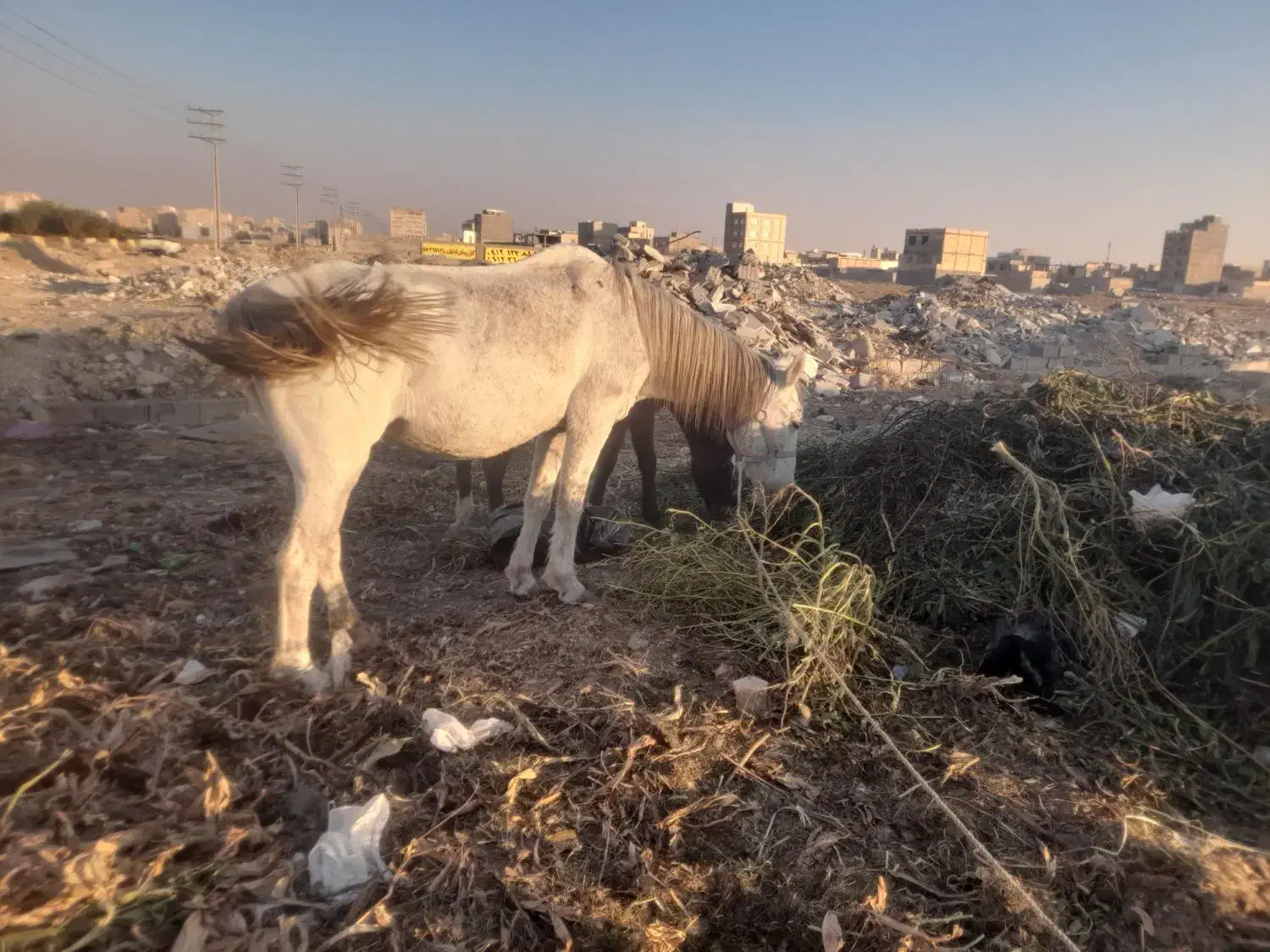 مادیان کرد|اسب و تجهیزات اسب‌سواری|ماهدشت, |دیوار