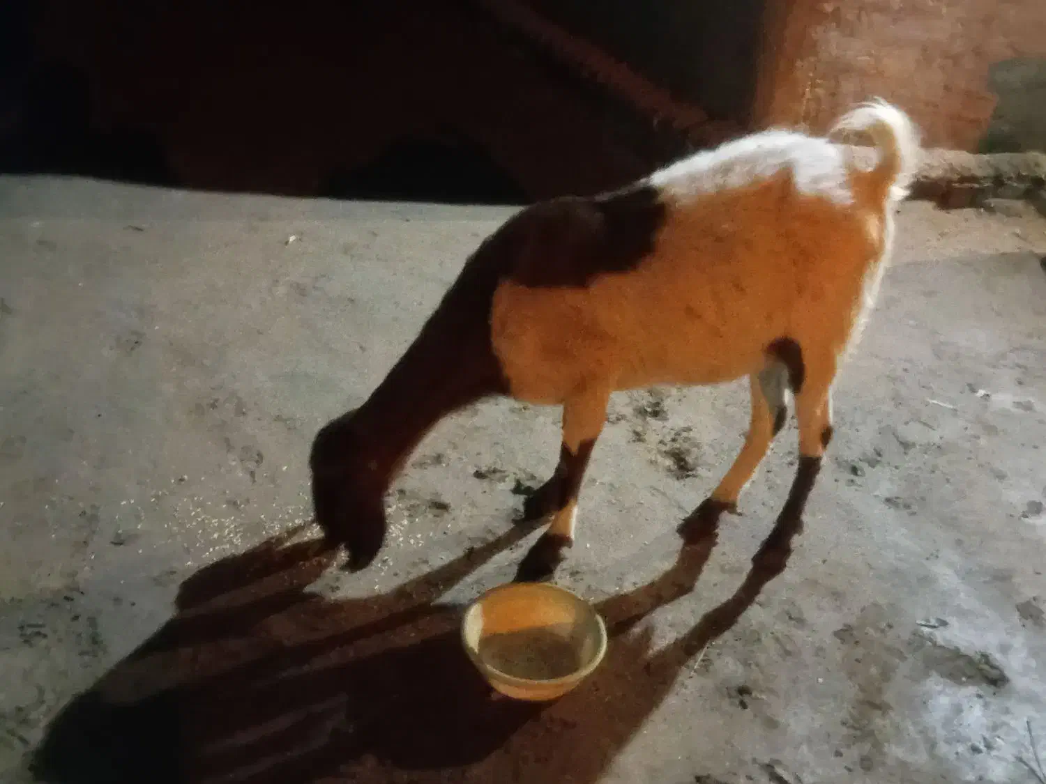 بز و نری|حیوانات مزرعه|گنبکی, |دیوار