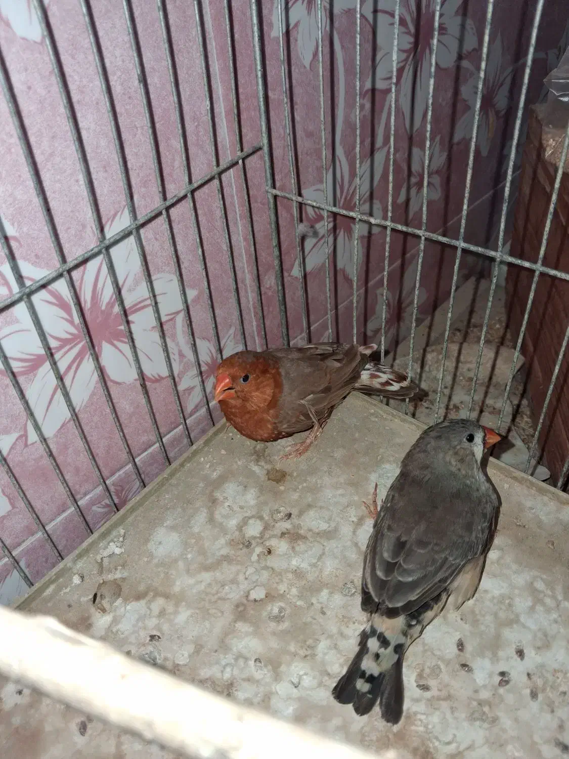 فنچ فول اورنج هاف اورنج پرنده خانگی|پرنده|بوشهر, |دیوار