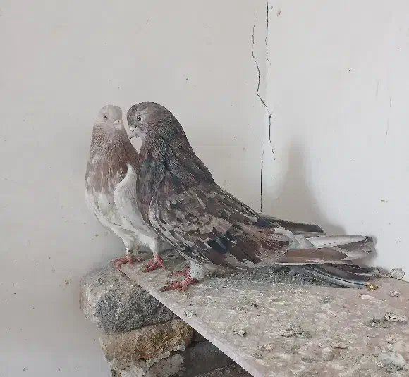 تعدادی سرور|پرنده|هریس, |دیوار