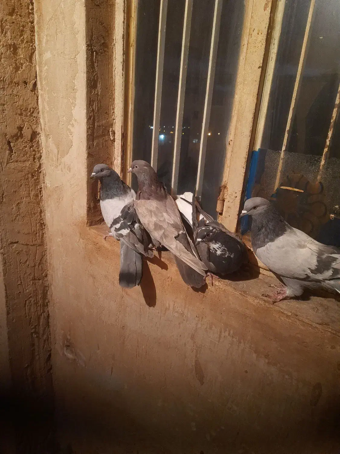 کبوتر|پرنده|فرخ‌شهر, |دیوار