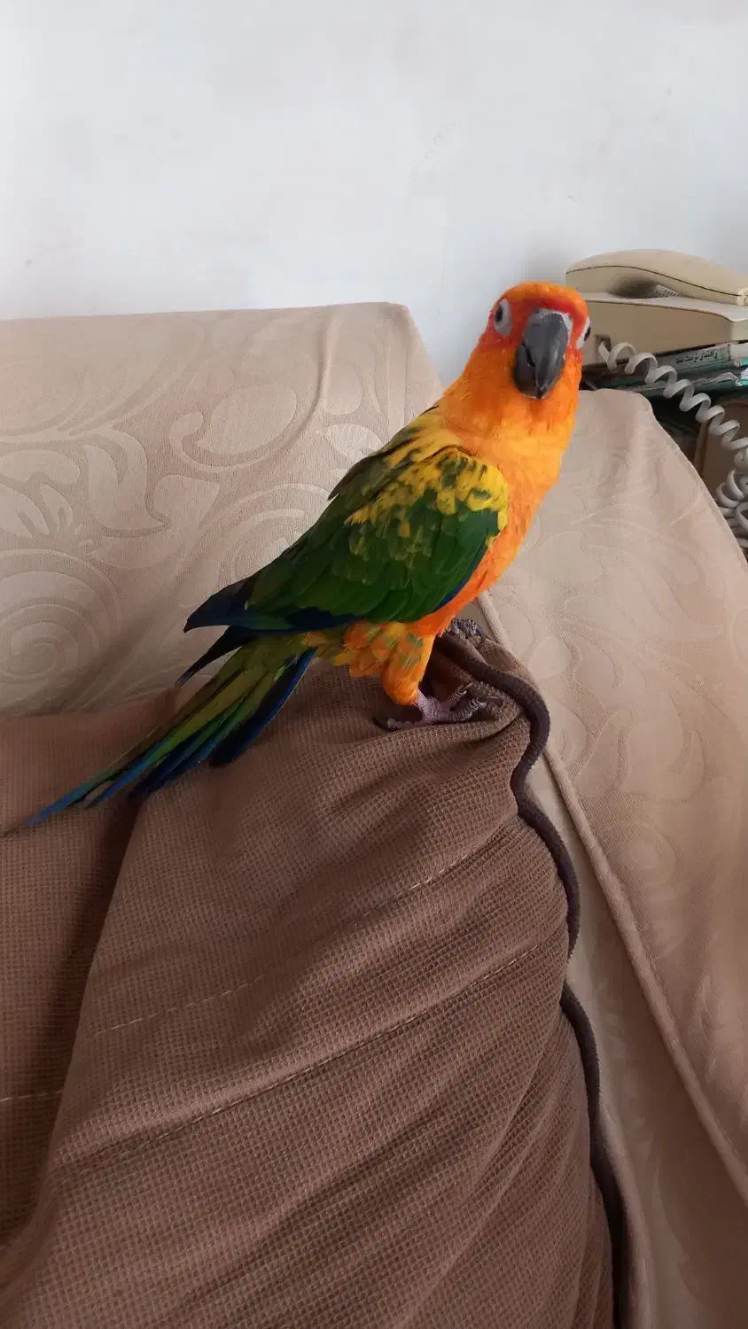 طوطی خورشیدی(سان کانور) *رام و رقاص|پرنده|همدان, |دیوار