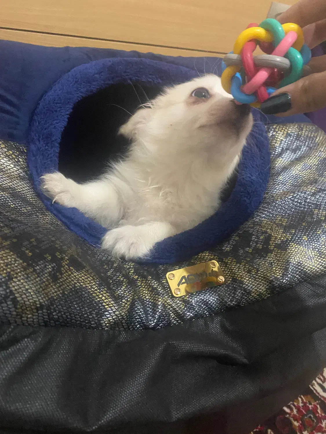 پامر خرسی|سگ|شهریار, شهریار|دیوار