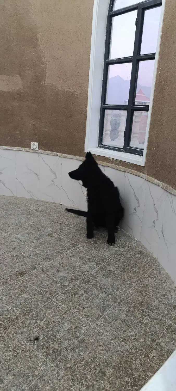 توله ژرمن بلک|سگ|ماهان, |دیوار