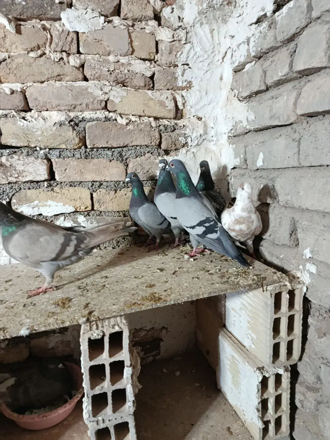 کبوتر پلاکی|پرنده|اسفرورین, |دیوار