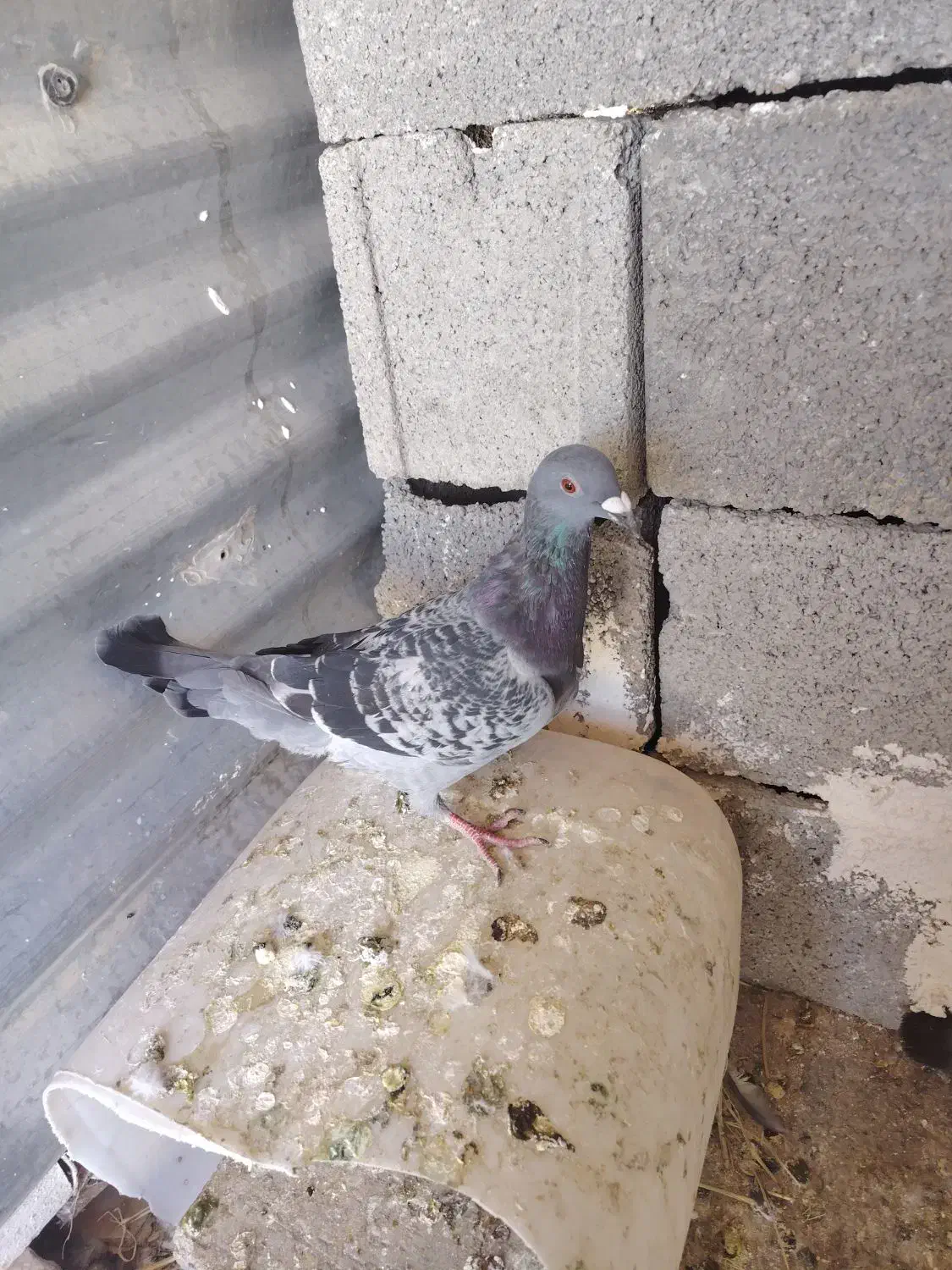 کبوتر|پرنده|یاسوج, |دیوار