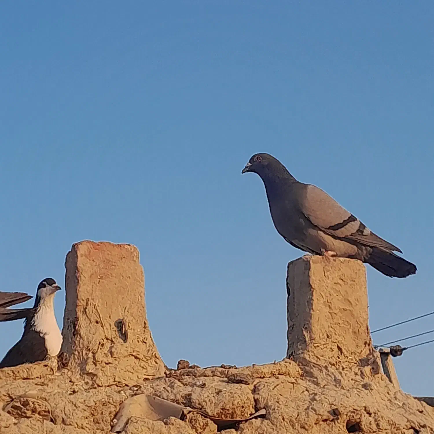 کبوتر سبز و مگس و رنگی|پرنده|خاش, |دیوار