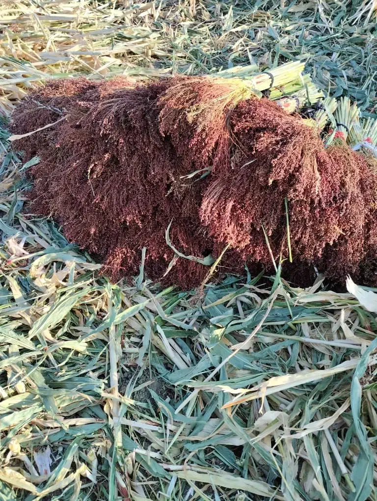 جارو درجه یک|جاروبرقی، جارو شارژی، بخارشو|کامیاران, |دیوار