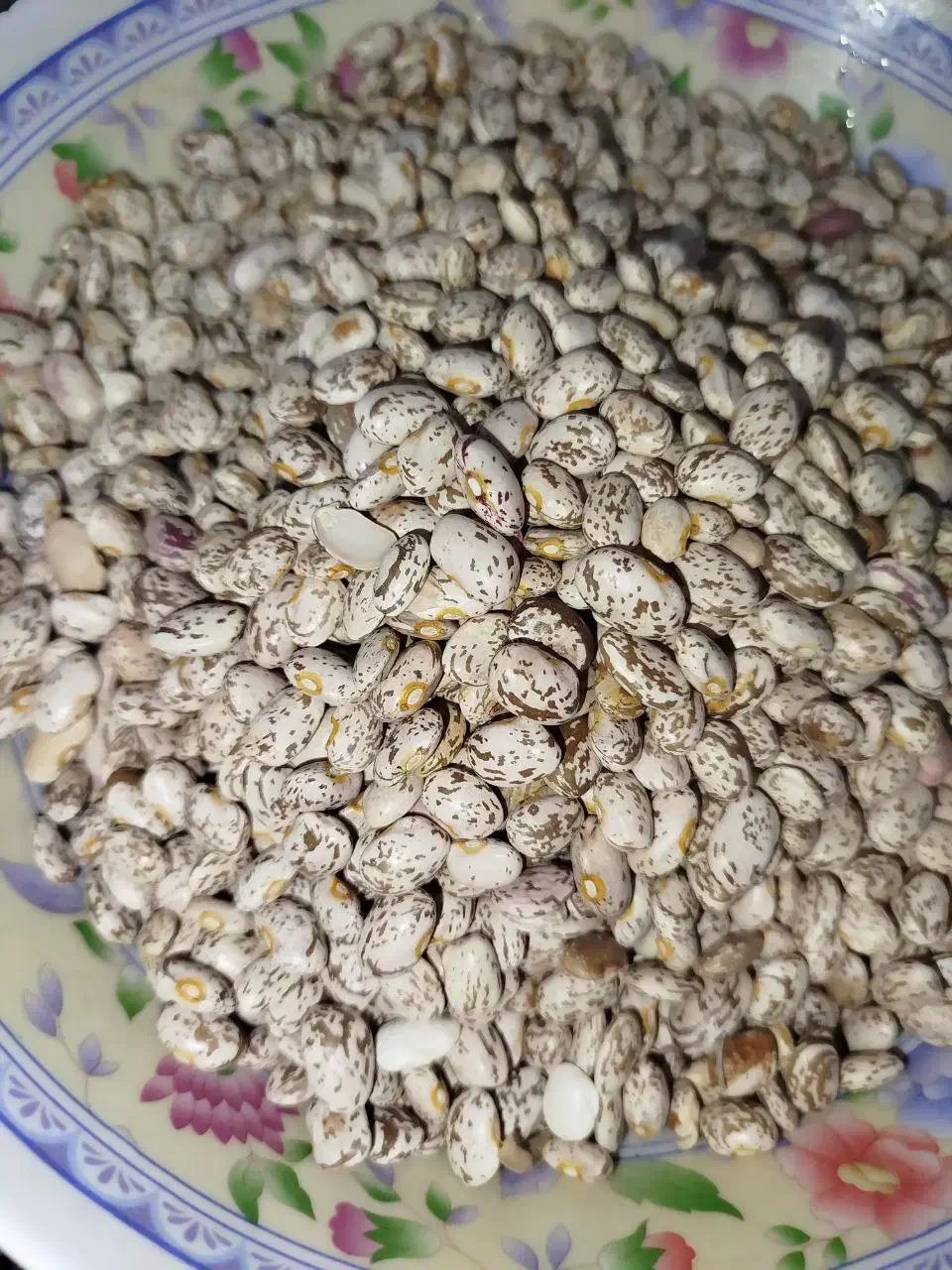 لوبیا چیتی خوش پخت|خوردنی و آشامیدنی|دره شهر, |دیوار