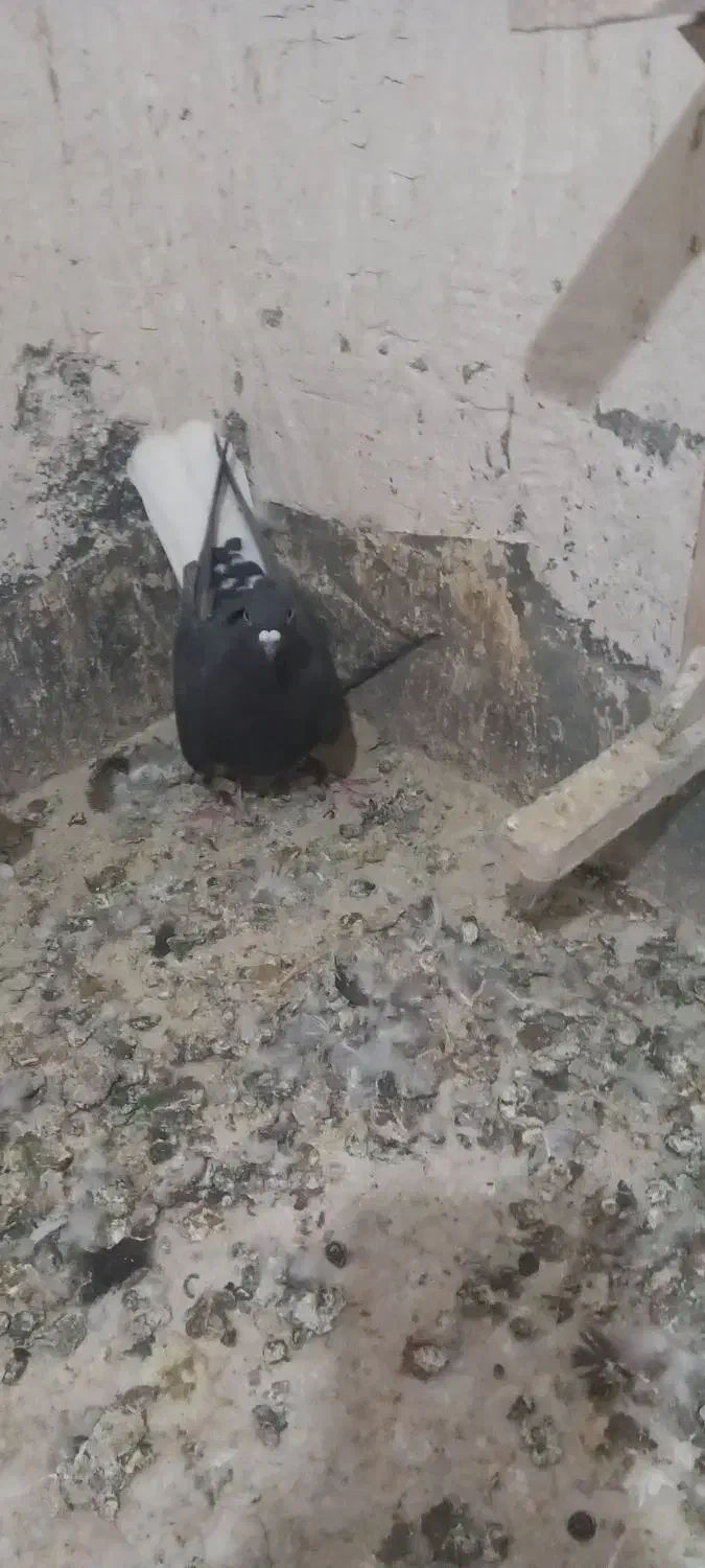 دم سفیدماده|پرنده|فردوس (خراسان), |دیوار