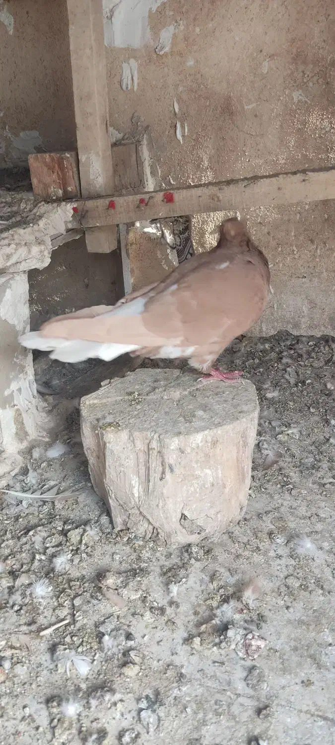 دم سفید. تکی هم میدم|پرنده|سبزوار, رضوان|دیوار