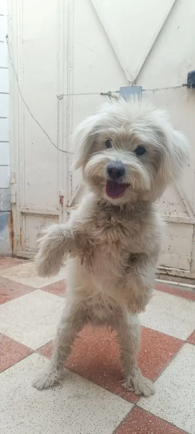 واگذاری سگ|سگ|اصفهان, عاشقآباد|دیوار