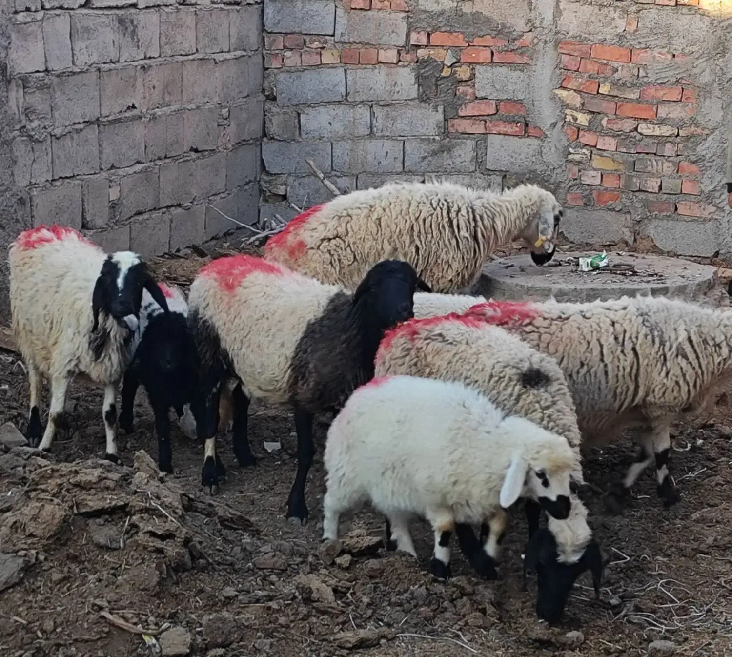 میش|حیوانات مزرعه|یزدان شهر, |دیوار