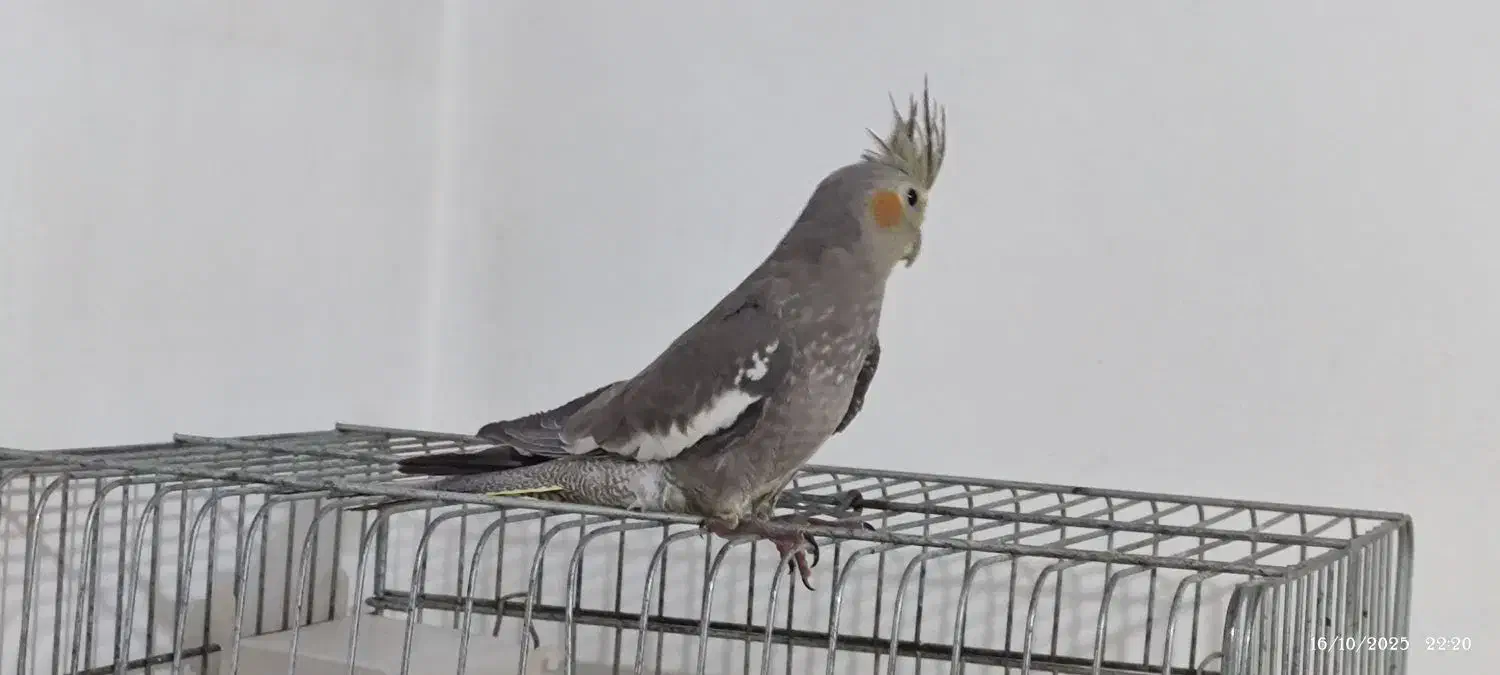 عروس هلندی نر|پرنده|چالوس, |دیوار