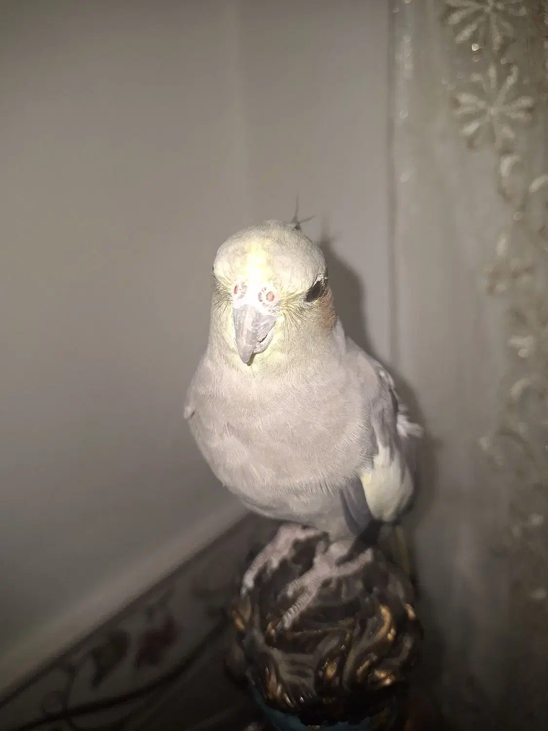 عروس هلندی نر|پرنده|مشکین‌دشت, |دیوار