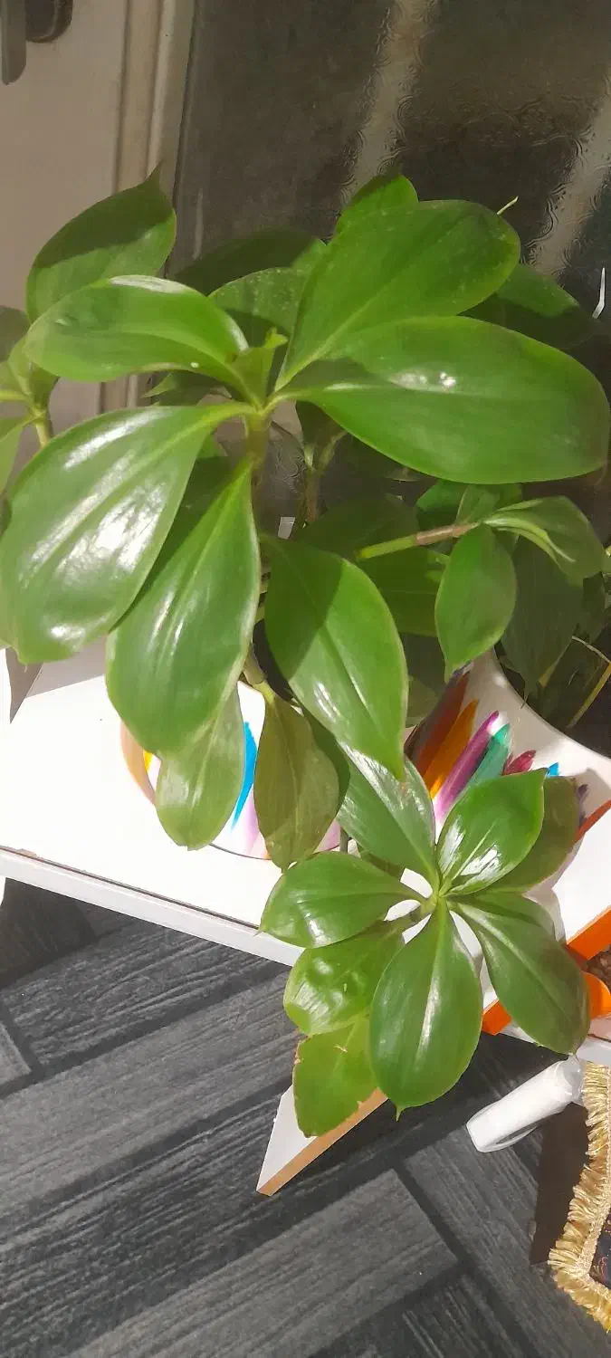 انواع  بذر گندم و بذر یونجه رنجر آمریکایی به شرط|گل و گیاه طبیعی|دزفول, |دیوار