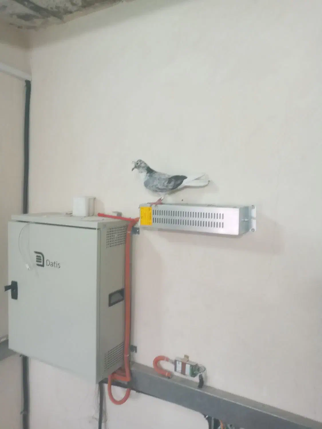 کفتر پشت دار اطلسی|پرنده|ورامین, خیر آباد|دیوار