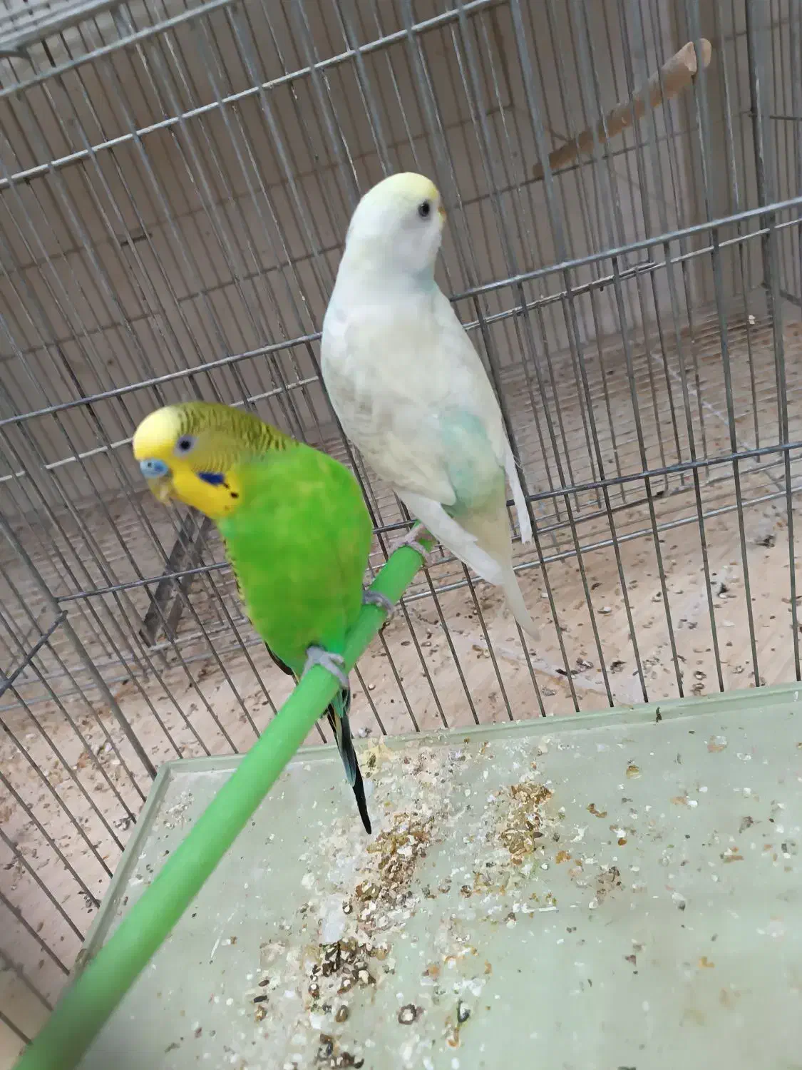 فروش عروس هلندی مرغ عشق کوتوله|پرنده|خمینیشهر, |دیوار