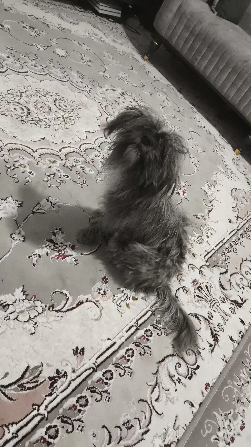 سگ خونگی|سگ|شهرضا, |دیوار