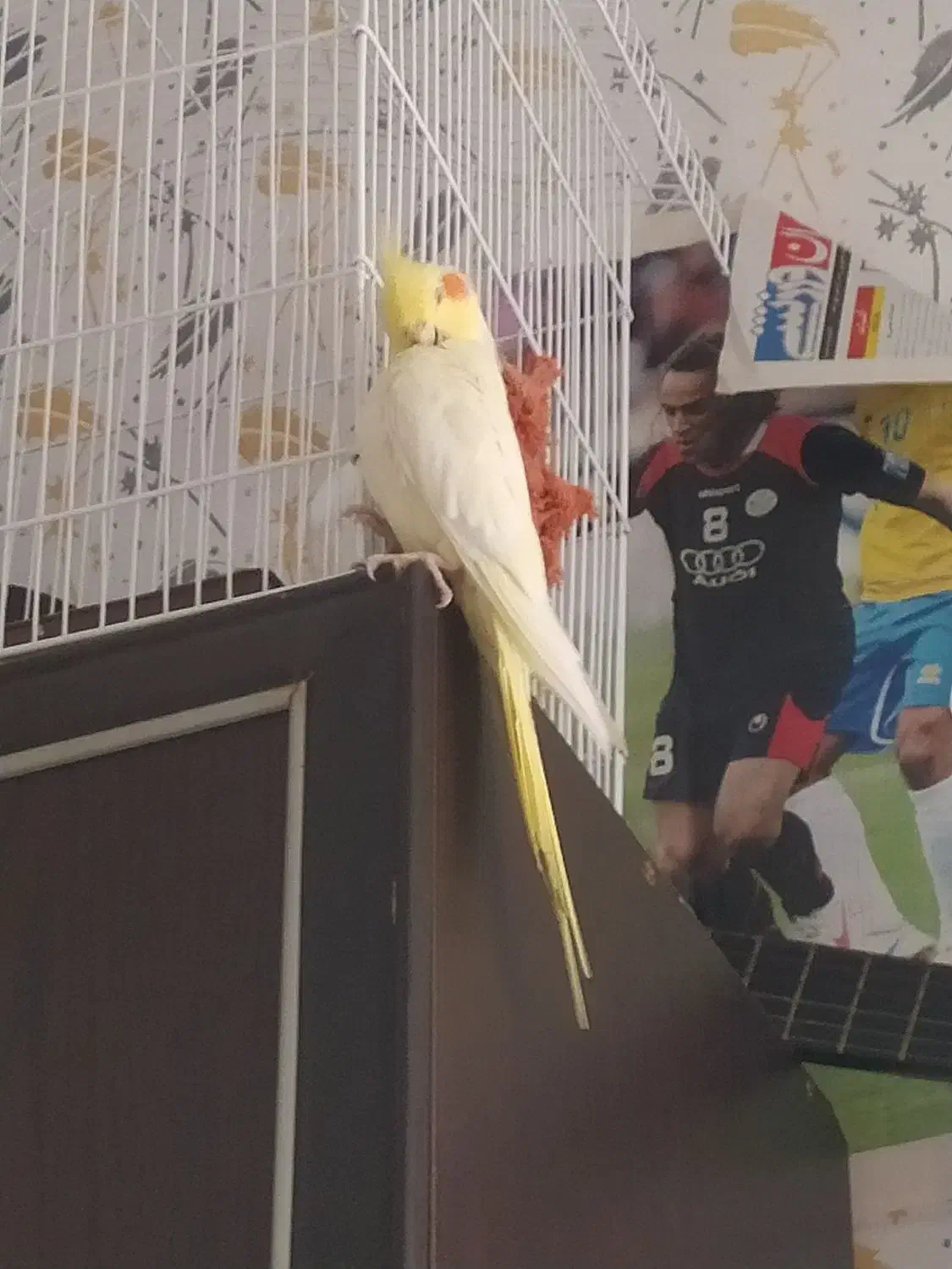 عروس هلندی ماده|پرنده|رشت, کوی مهر|دیوار