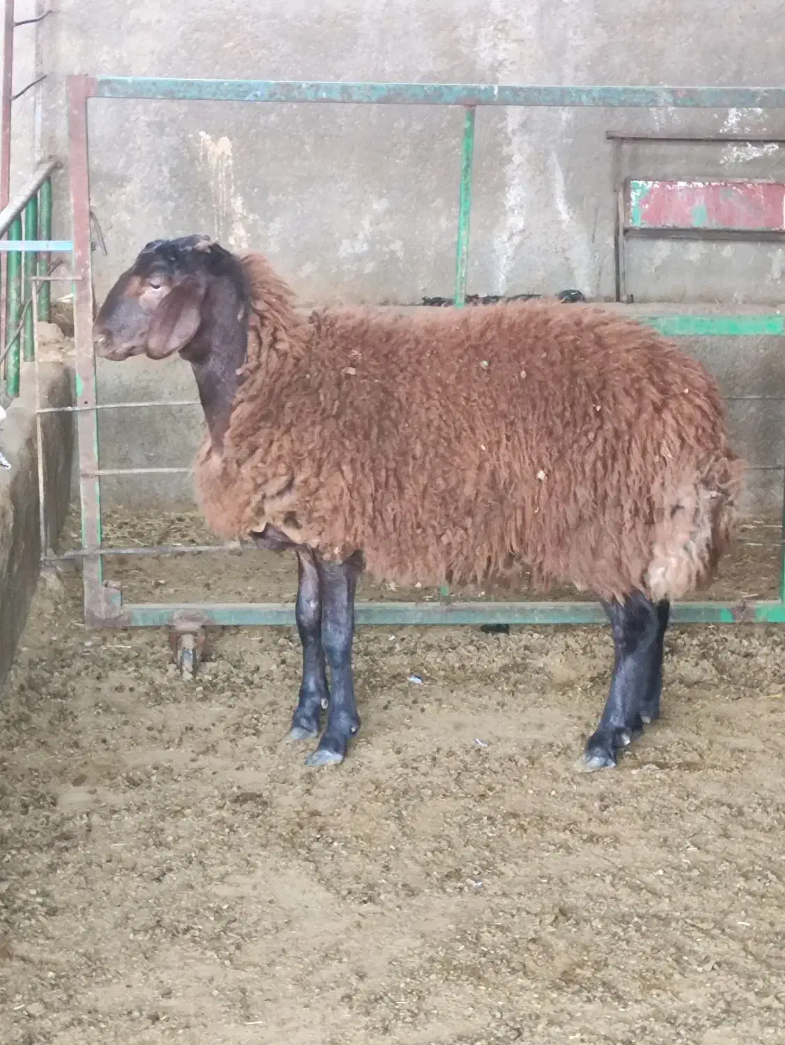 قوچ همو ۸ ماهه|حیوانات مزرعه|تهران, مشیریه|دیوار