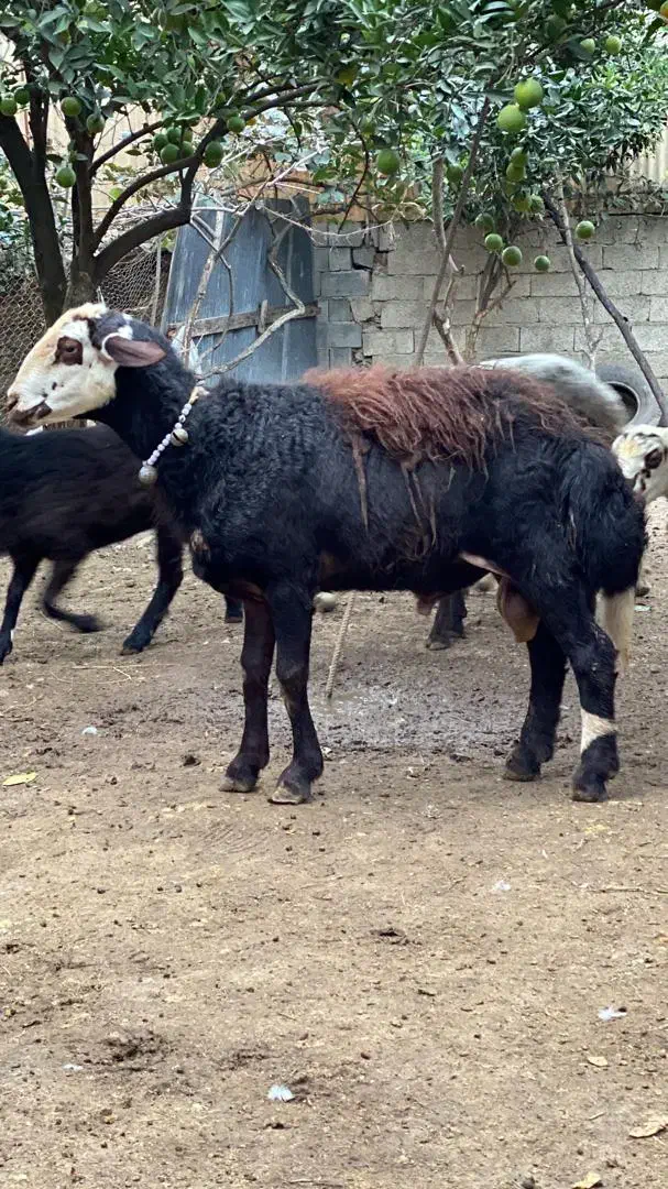 گوسفندشیشک قوچ پلنگی بروجردی لخت|حیوانات مزرعه|مرزیکلا, |دیوار