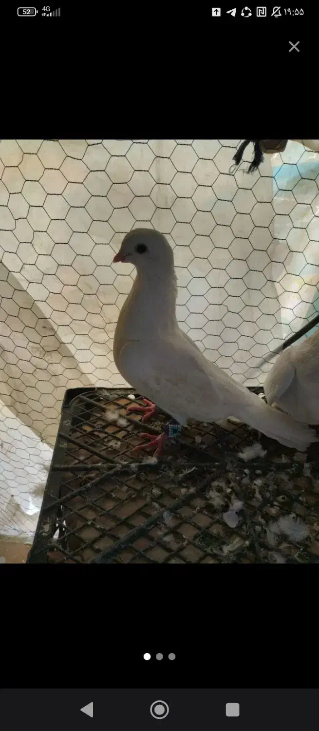 مایه به معاوضه|پرنده|سیسخت, |دیوار