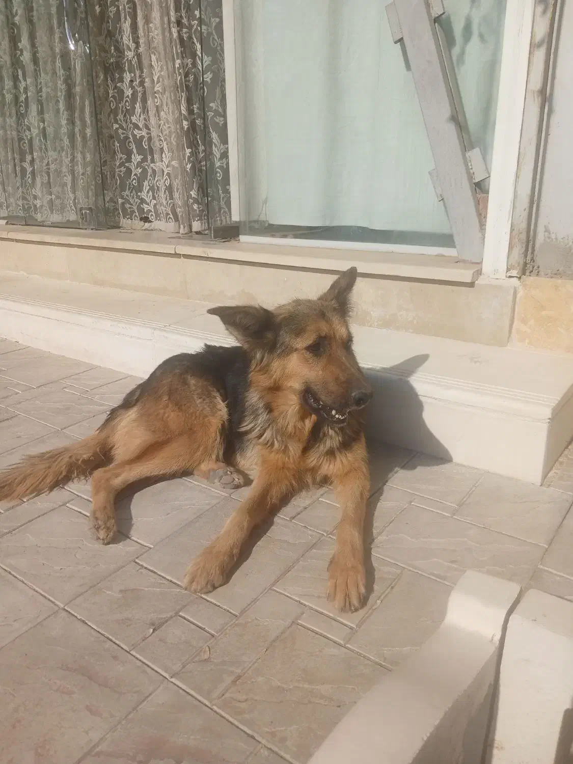 واگذاری سگ بازی گوش|سگ|ضیاء آباد, |دیوار