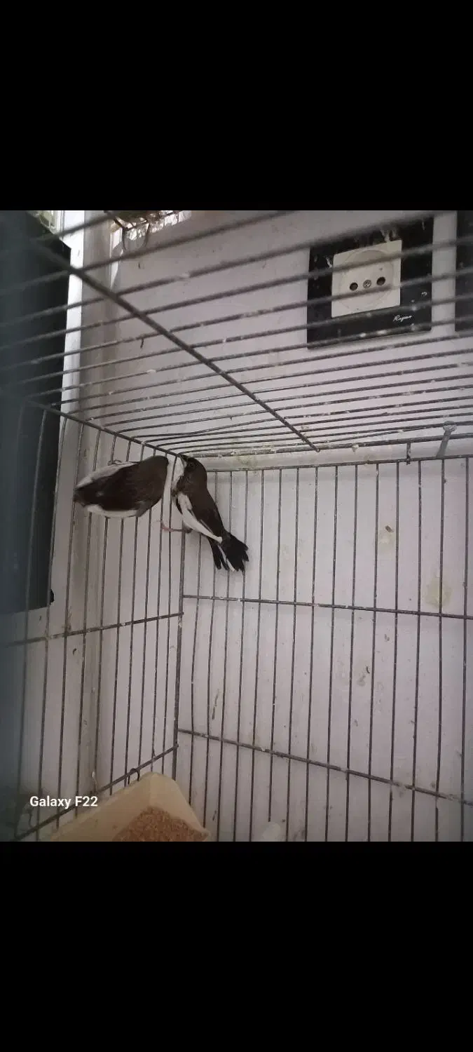 فنچ بنگالی جفت|پرنده|هشتگرد, تهران دشت|دیوار