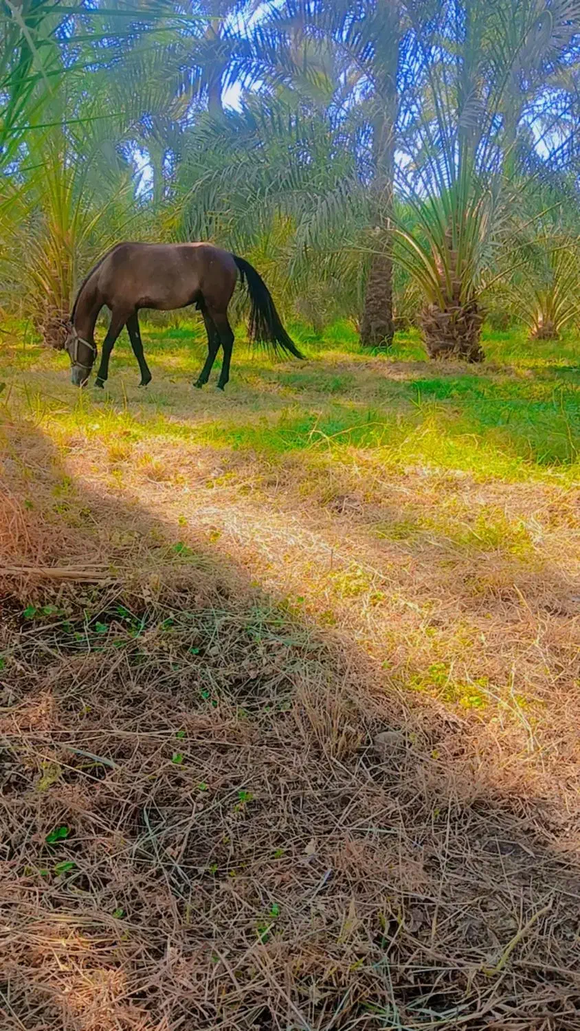 اسب نریان|اسب و تجهیزات اسب‌سواری|جیرفت, |دیوار