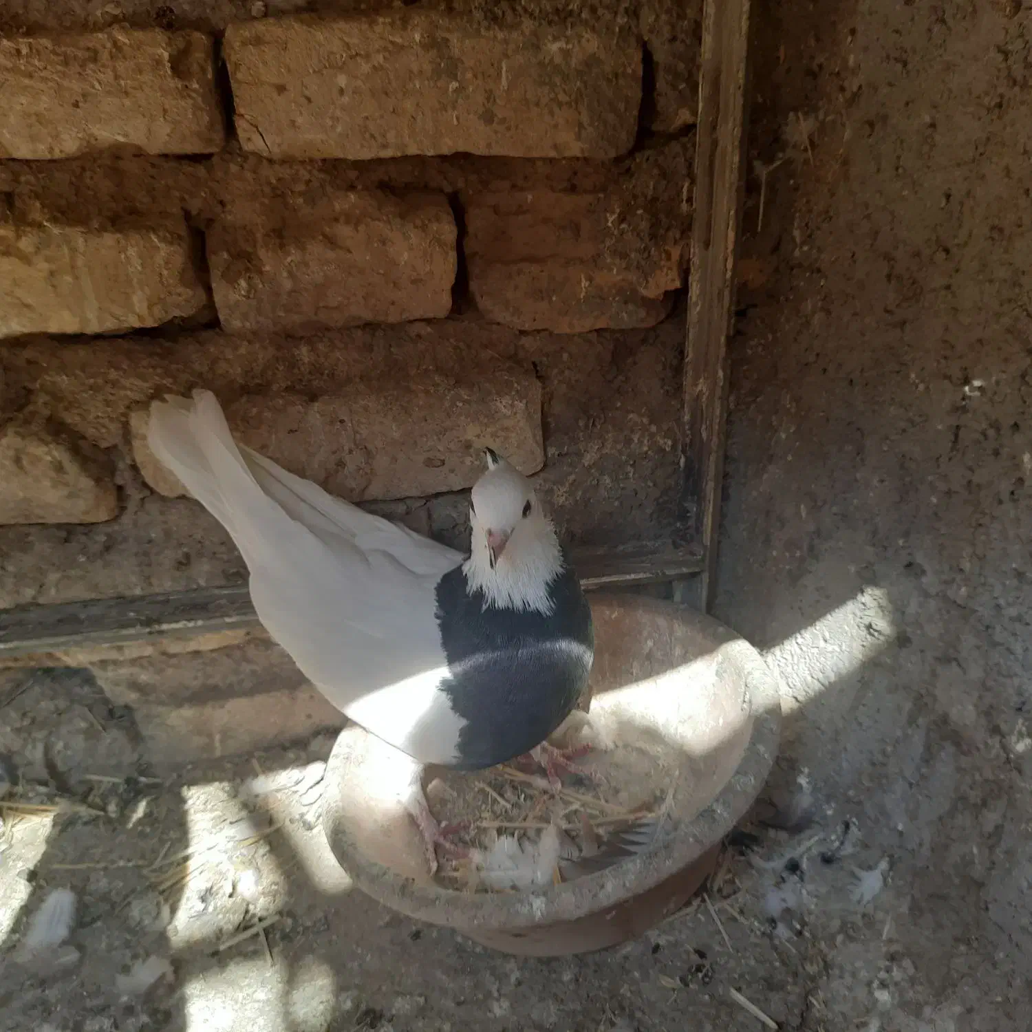 کبوتر طوقی|پرنده|مرودشت, کناره|دیوار