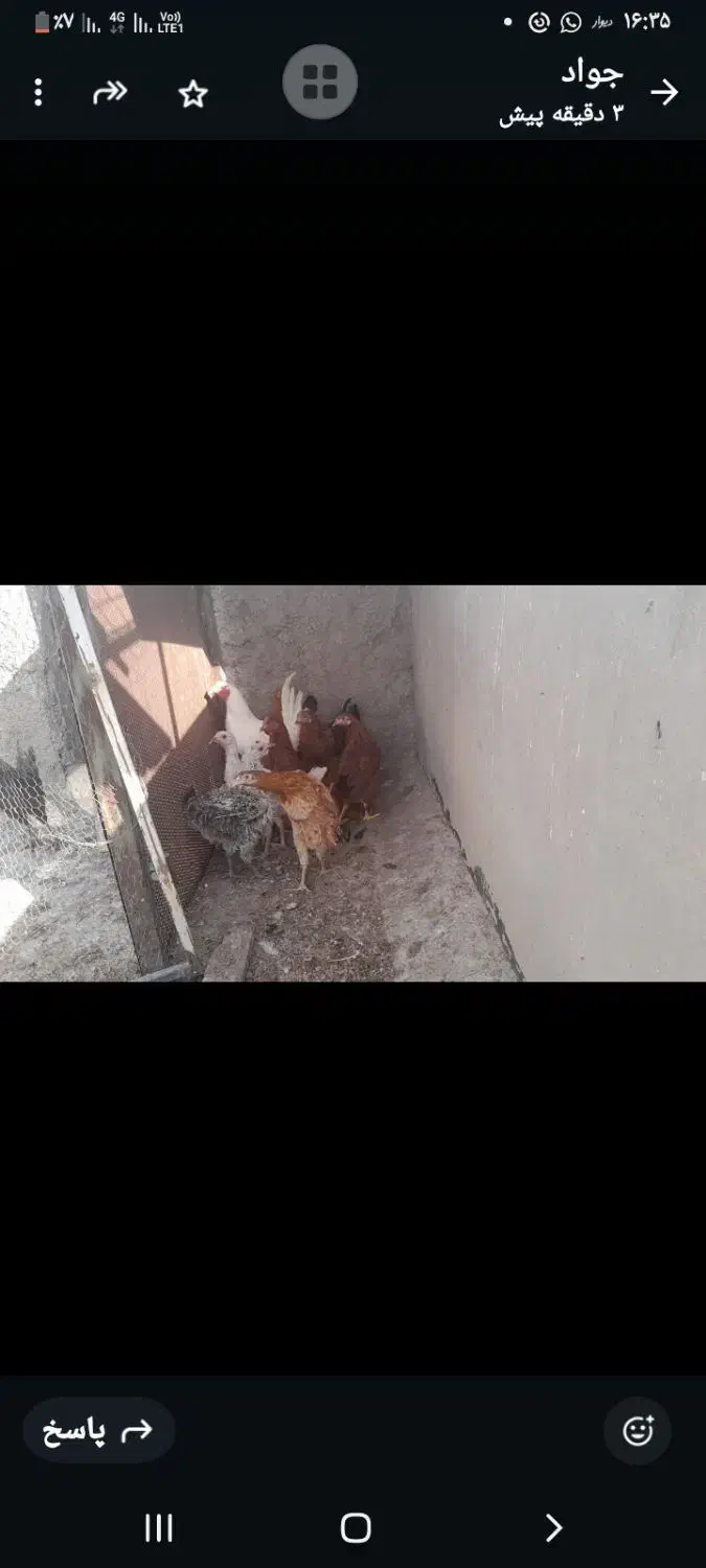 جوجه محلی|حیوانات مزرعه|شیراز, شهرک مهدی‌آباد|دیوار