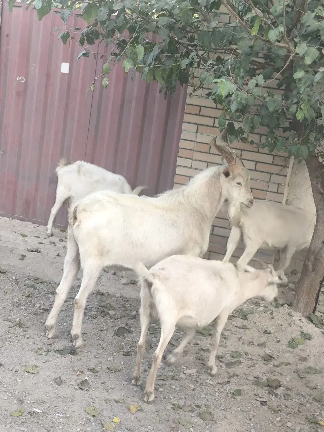 نربزسانن|حیوانات مزرعه|محمدشهر, محمدشهر|دیوار