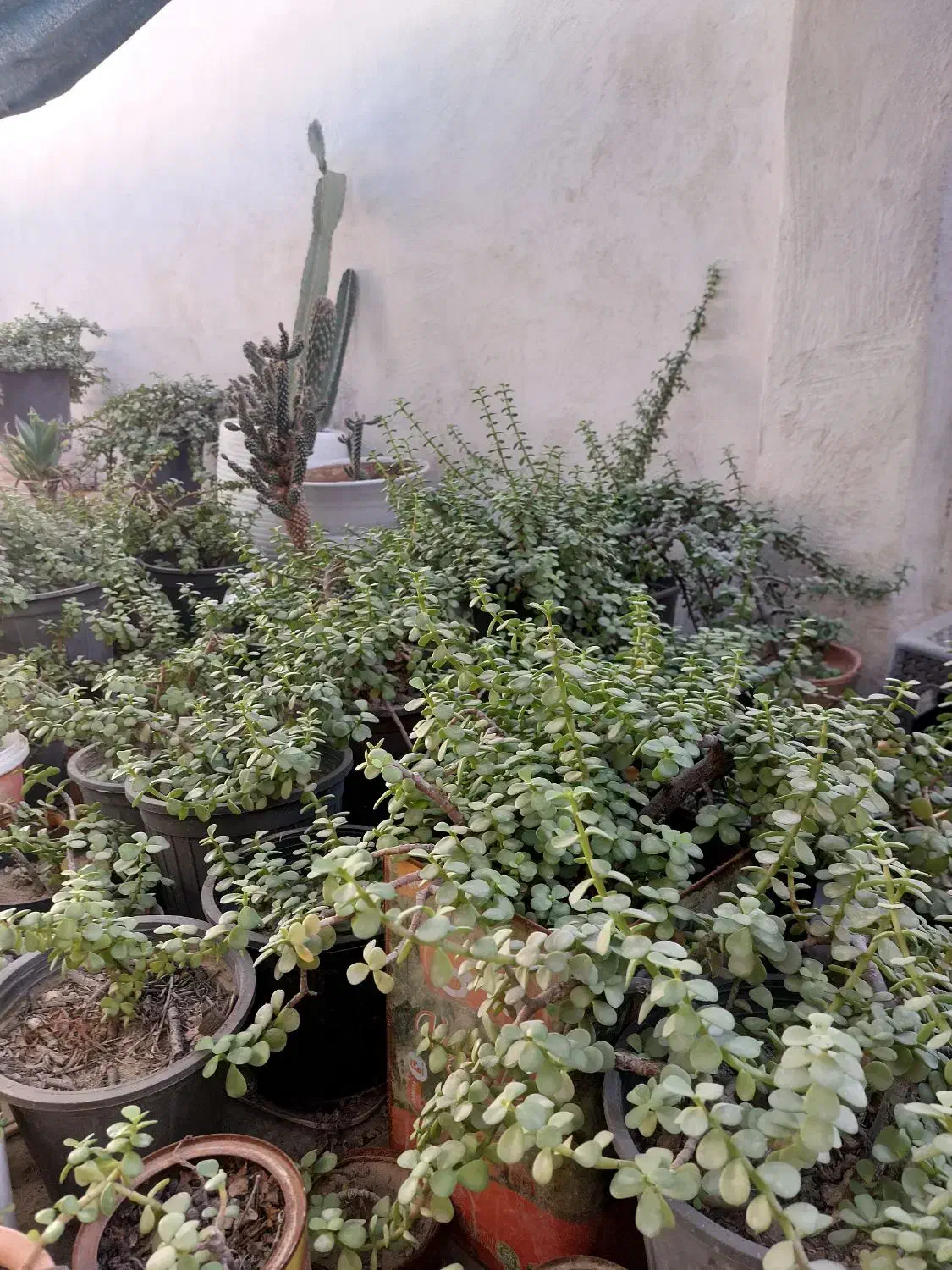 گل خرفه ای|گل و گیاه طبیعی|بندرعباس, |دیوار