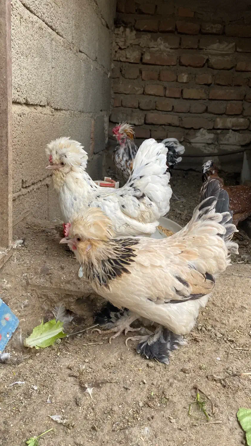 تخم نطفه دار پاکوتاه|حیوانات مزرعه|نوشین شهر, |دیوار