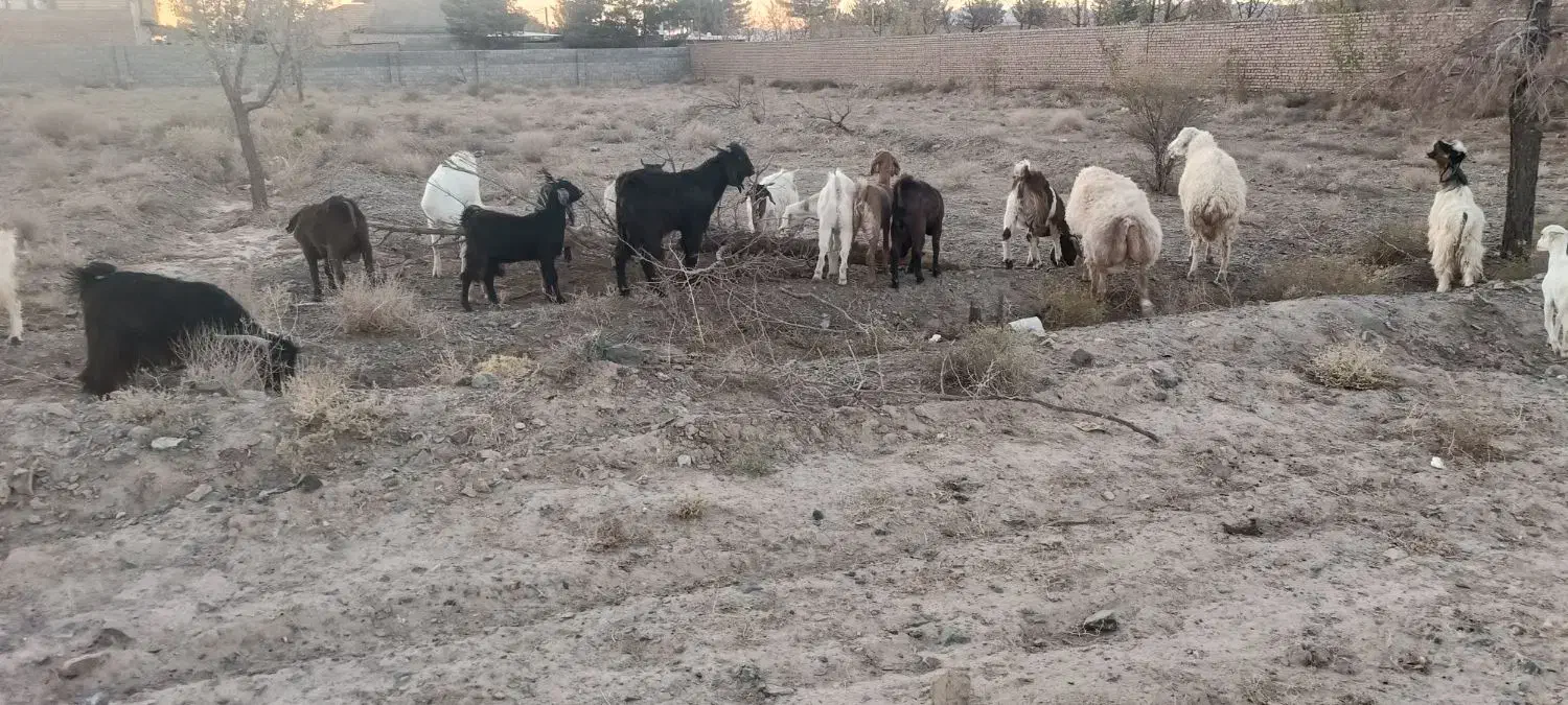 شیشک وبزغاله وچبش|حیوانات مزرعه|بیرجند, |دیوار