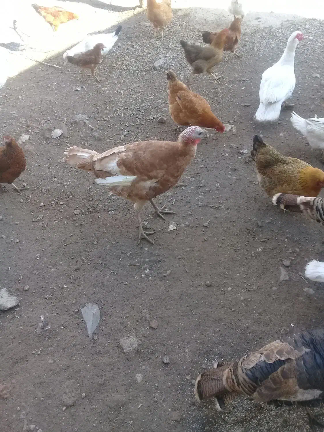 بوقلمون نر وماده بوربون|حیوانات مزرعه|اردبیل, |دیوار