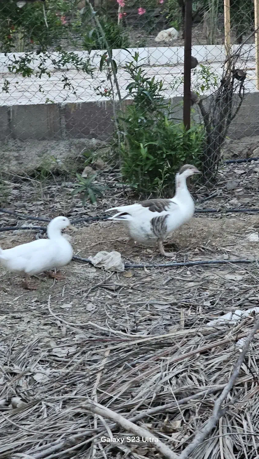 غاز|حیوانات مزرعه|رامهرمز, |دیوار