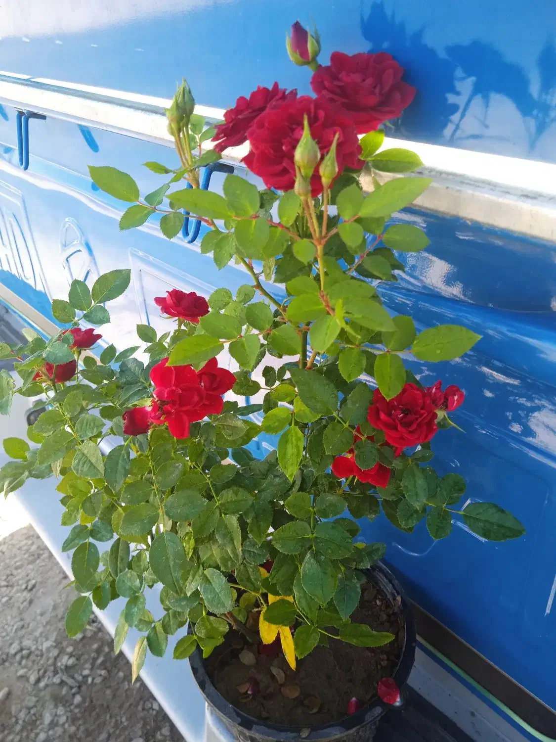 گل انتوریوم حراجی۹۹|حراج|بروجرد, |دیوار