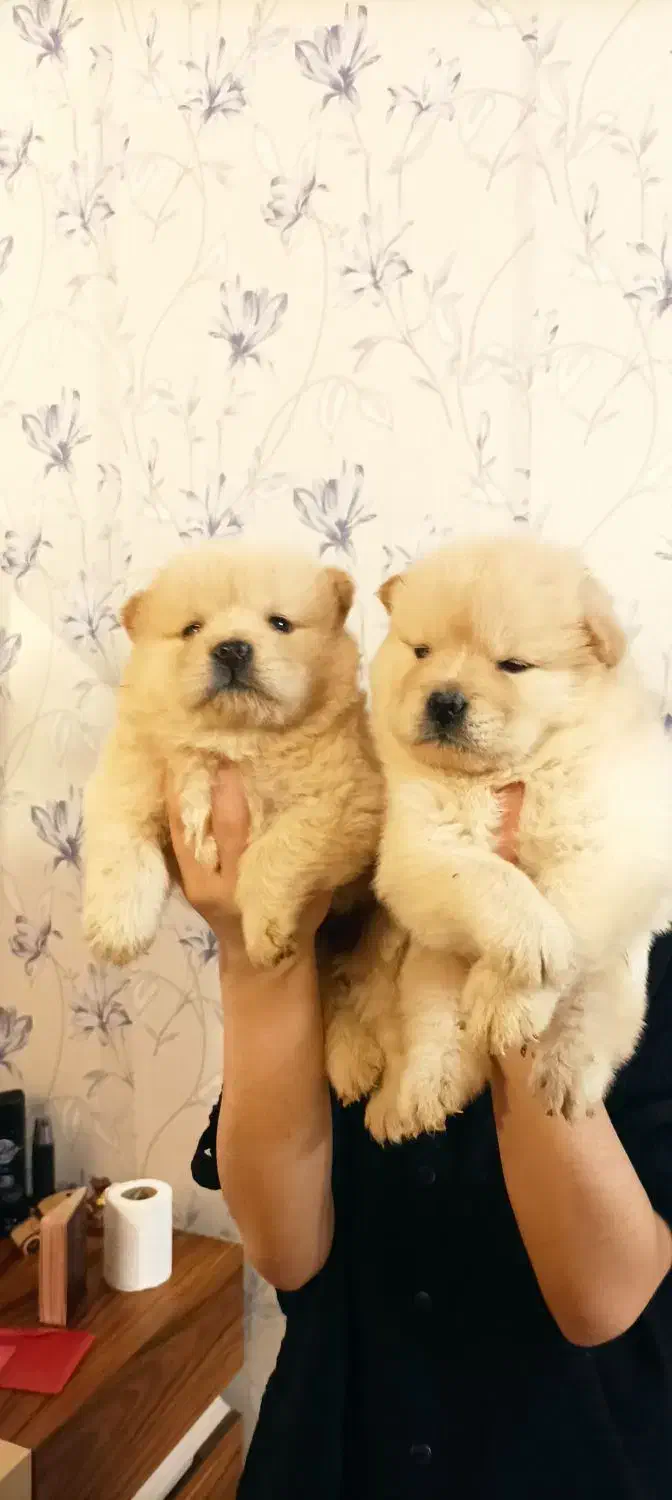 سگ چاوچاواصیل|سگ|تهران, جردن|دیوار