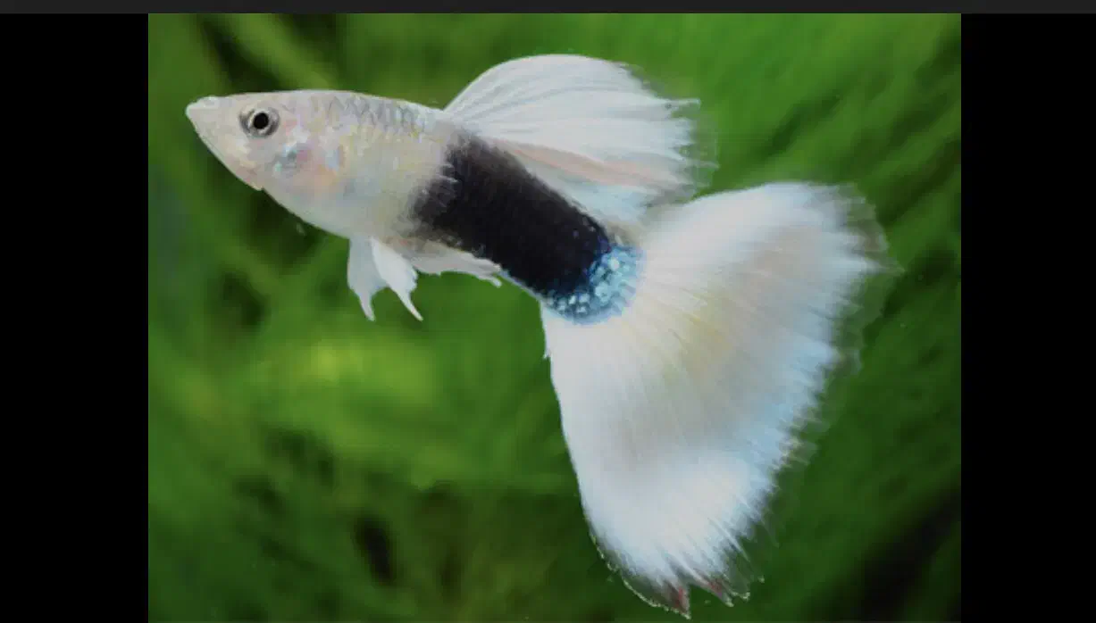 ماهی مولی و گوپی|ماهی|مشهد, ادیب نیشابوری (شهرک غرب)|دیوار