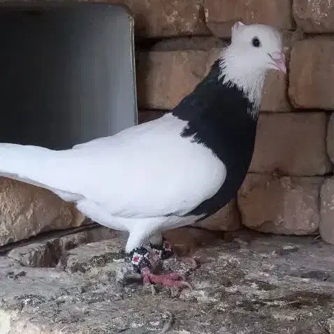 کبوتر|پرنده|ورزنه, |دیوار