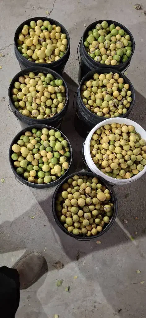 آبلیموی خانگی تکی وعمده|خوردنی و آشامیدنی|خنج, |دیوار