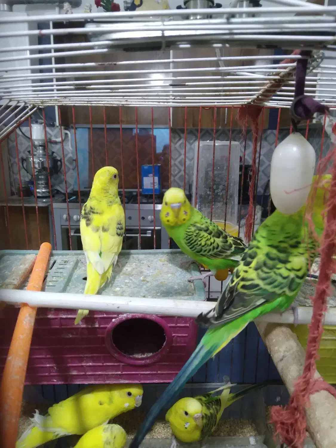 مرغ عشق|پرنده|ملارد, |دیوار